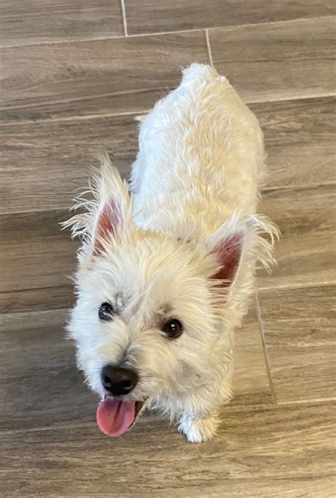 westie rescue of orange county|More.